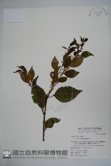 草野氏冬青藏品圖，第1張