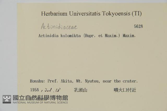 狗棗獼猴桃藏品圖，第2張