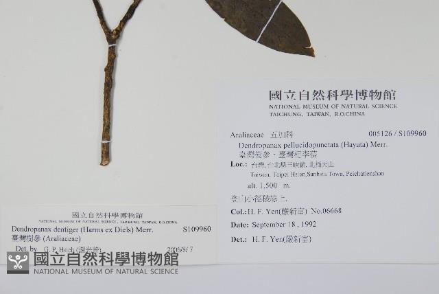 臺灣樹參藏品圖，第2張