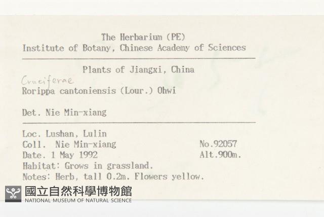 廣東葶藶藏品圖，第2張