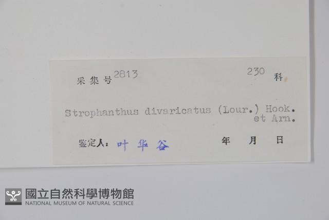 羊角扭藏品圖，第2張