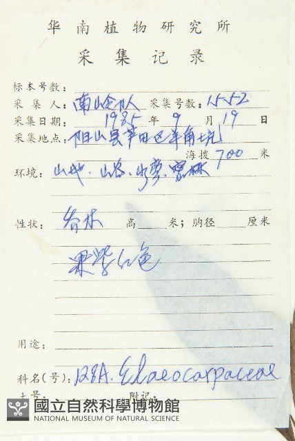 披針葉杜英藏品圖，第2張