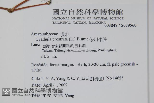 假川牛膝藏品圖，第2張