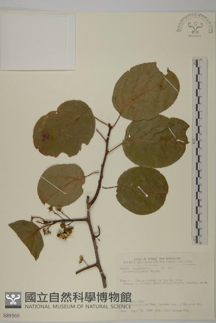 大葉南蛇藤藏品圖，第1張