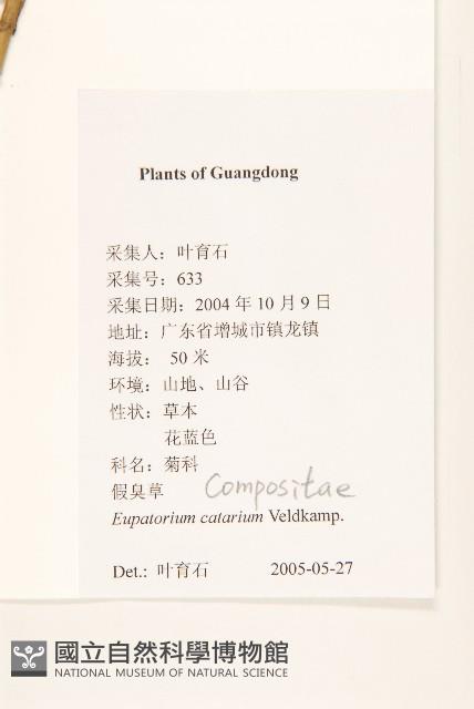 貓腥草藏品圖，第2張