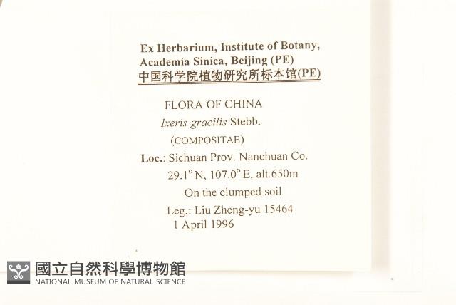 細葉苦實藏品圖，第2張