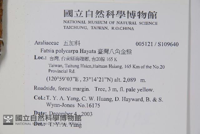 臺灣八角金盤藏品圖，第2張