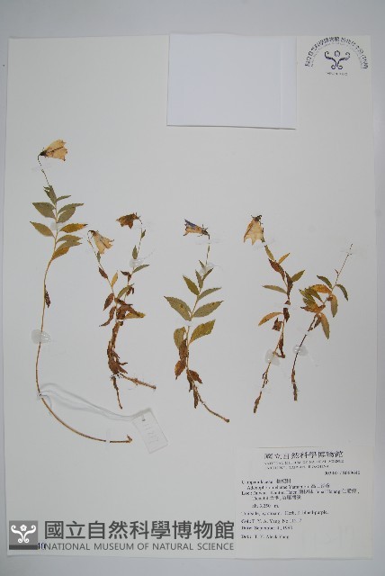 高山沙參藏品圖，第1張
