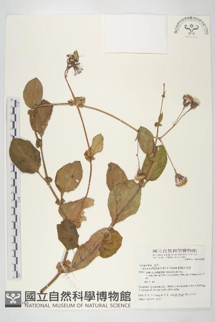 蘭嶼木耳菜藏品圖，第1張