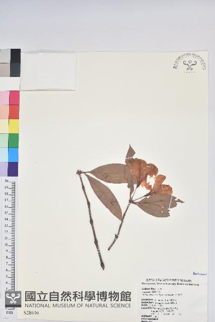 西施花、青紫木藏品圖，第1張