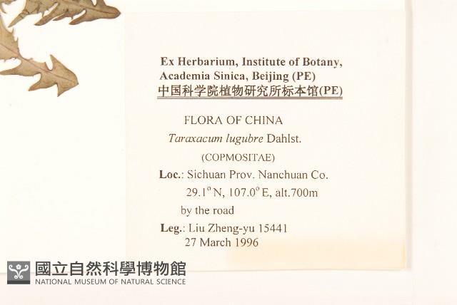 川甘蒲公英藏品圖，第2張