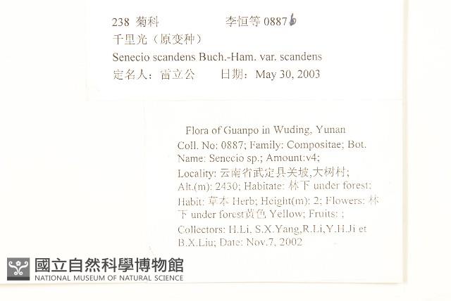 蔓黃菀藏品圖，第2張