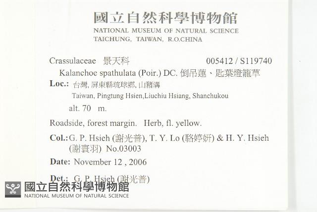 倒吊蓮、匙葉燈籠草藏品圖，第2張