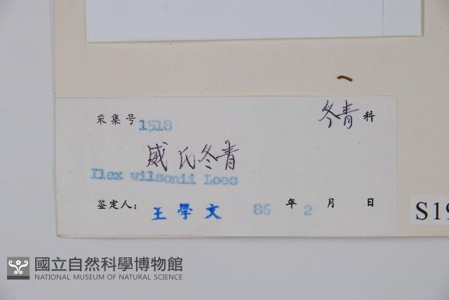 威氏冬青藏品圖，第2張