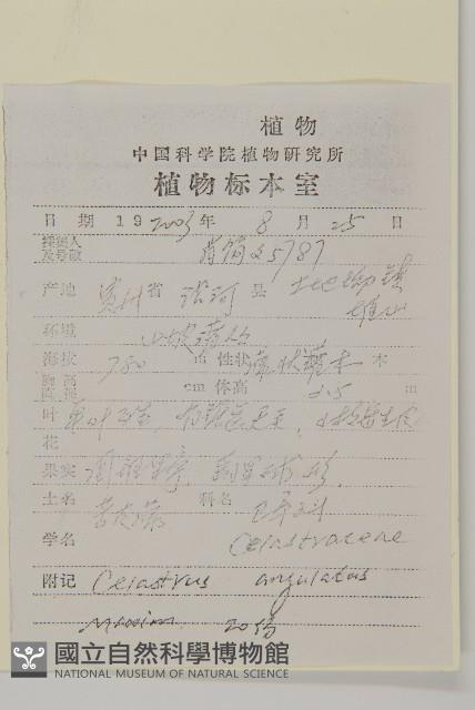 苦皮藤藏品圖，第2張