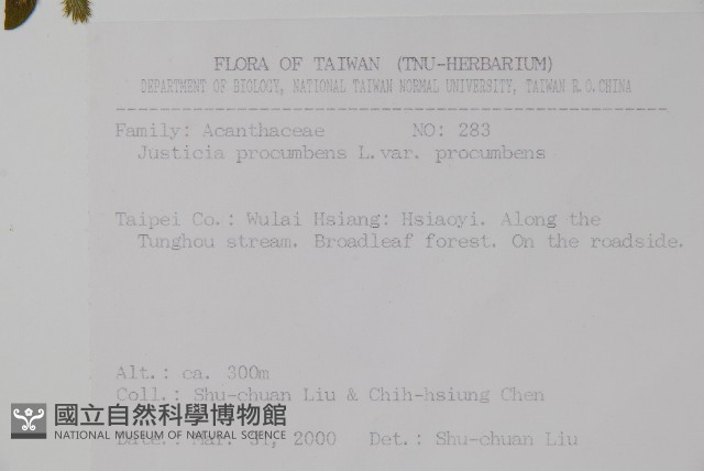 爵床藏品圖，第2張