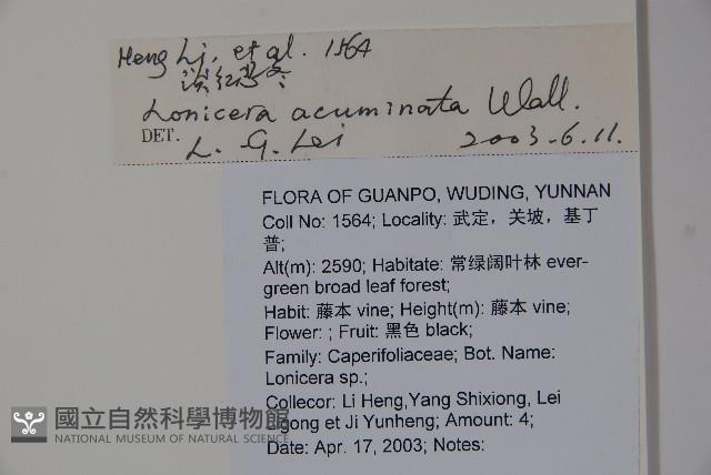 阿里山忍冬、漸尖葉忍冬藏品圖，第2張