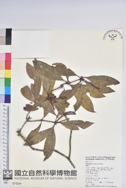 西施花、青紫木藏品圖，第1張