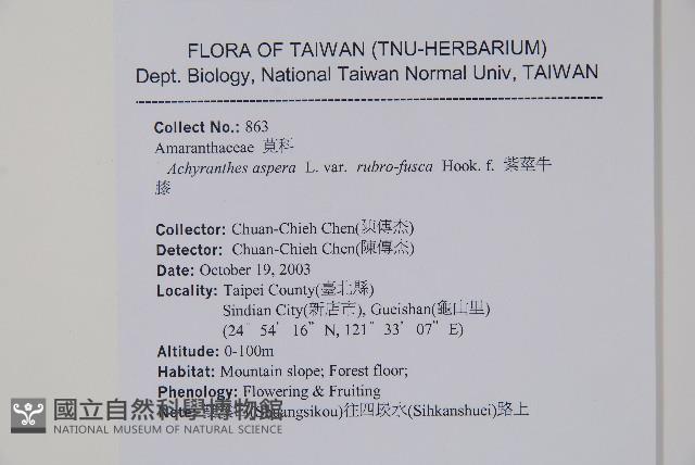 紫莖牛膝、台灣牛膝藏品圖，第2張