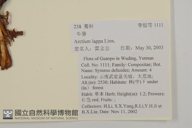 牛蒡藏品圖，第2張