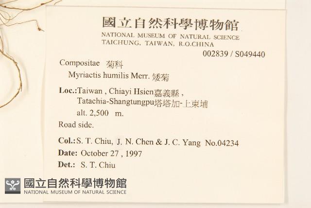 矮菊藏品圖，第2張