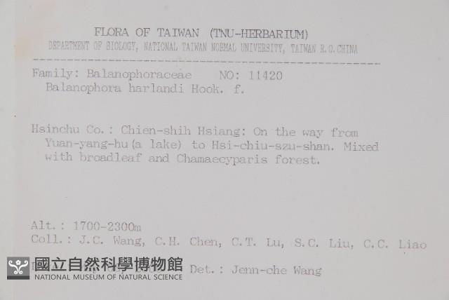 筆頭蛇菰藏品圖，第2張