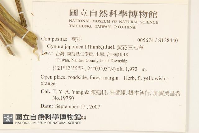 黃花三七草藏品圖，第2張