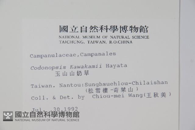 玉山山奶草藏品圖，第2張