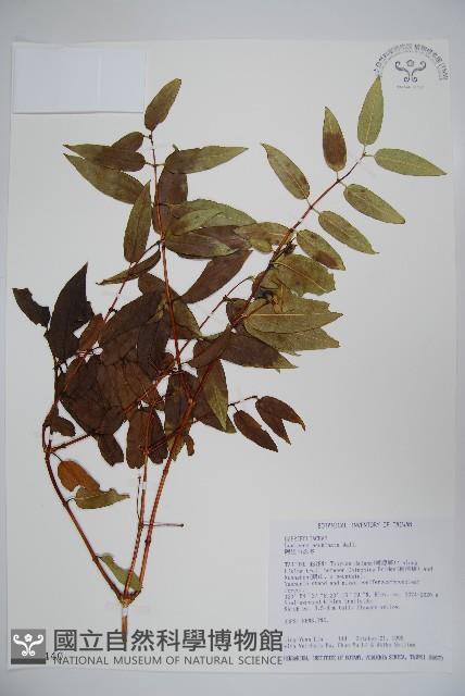 阿里山忍冬、漸尖葉忍冬藏品圖，第1張