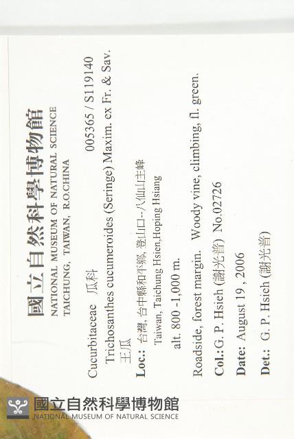 王瓜藏品圖，第2張