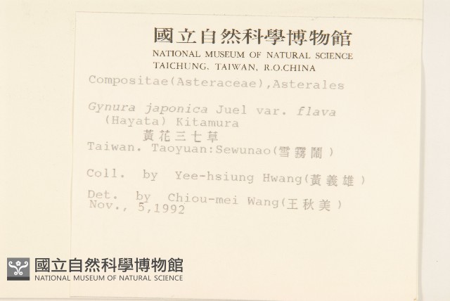黃花三七草藏品圖，第2張