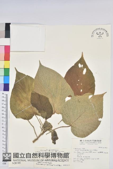 蘭嶼鐵莧、綠島鐵莧藏品圖，第1張