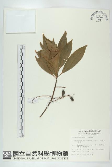 杜英、山杜英、蘭嶼杜英藏品圖，第1張