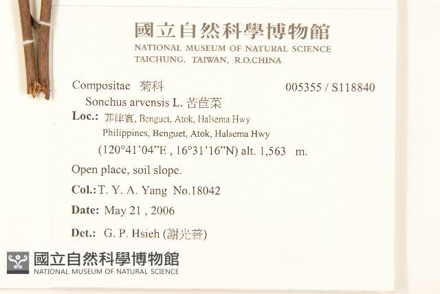 苦苣菜藏品圖，第2張