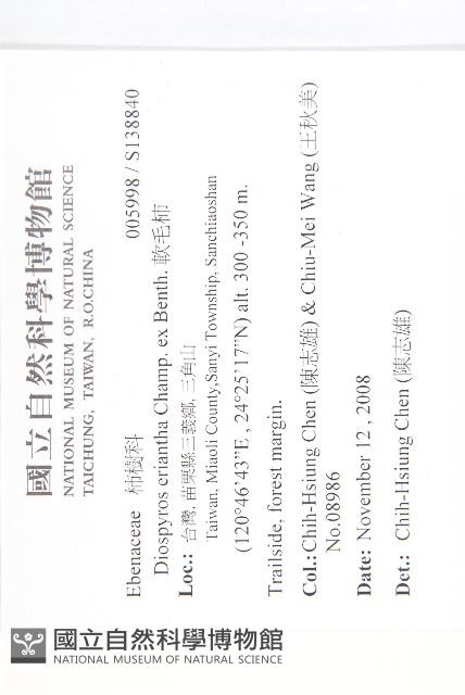 軟毛柿藏品圖，第2張