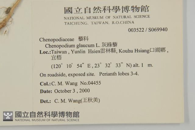 灰綠藜藏品圖，第2張