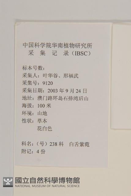 白舌紫菀藏品圖，第2張