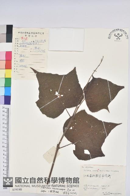 小果野桐藏品圖，第1張