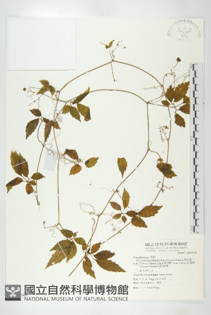 絞股藍藏品圖，第1張