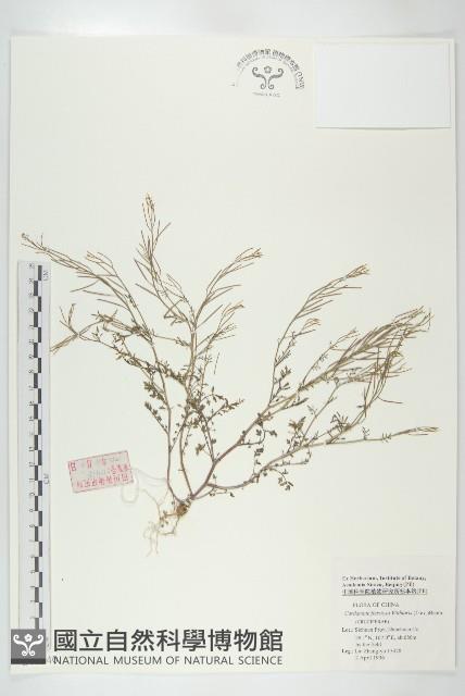 焊菜藏品圖，第1張