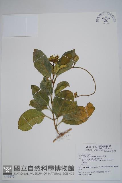 爬森藤藏品圖，第1張