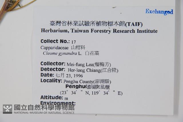 白花菜藏品圖，第2張