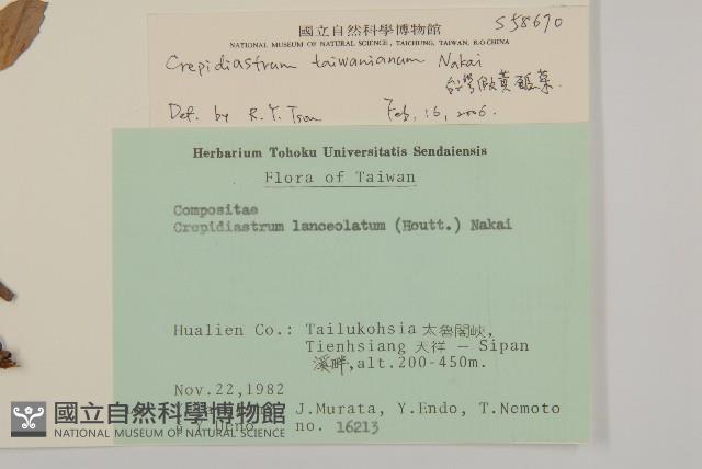 臺灣假黃鵪菜藏品圖，第2張