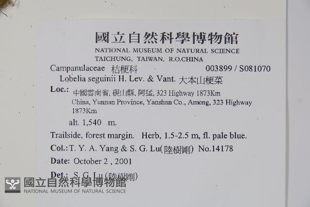 大本山梗菜藏品圖，第2張