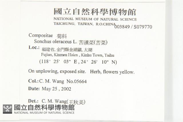 苦滇菜、苦菜藏品圖，第2張