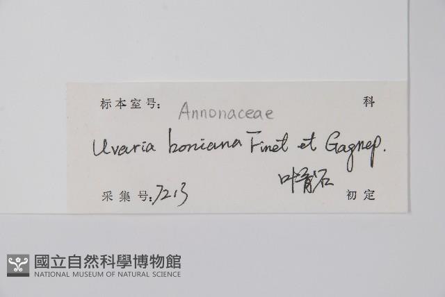 光葉紫玉盤藏品圖，第2張