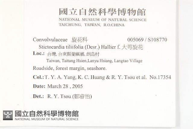 大萼旋花藏品圖，第2張