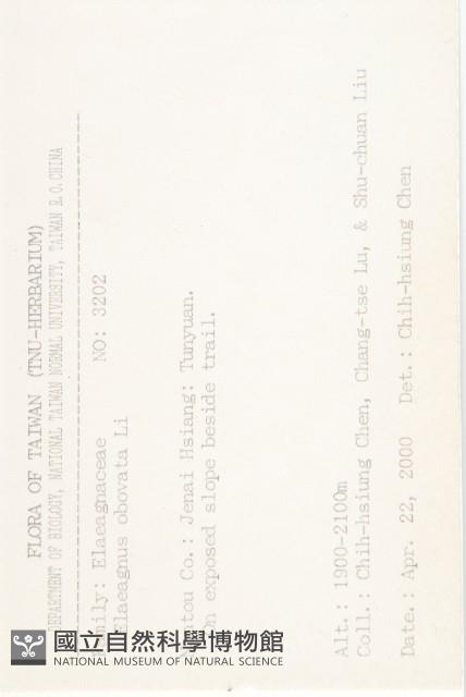 小葉胡頹子藏品圖，第2張