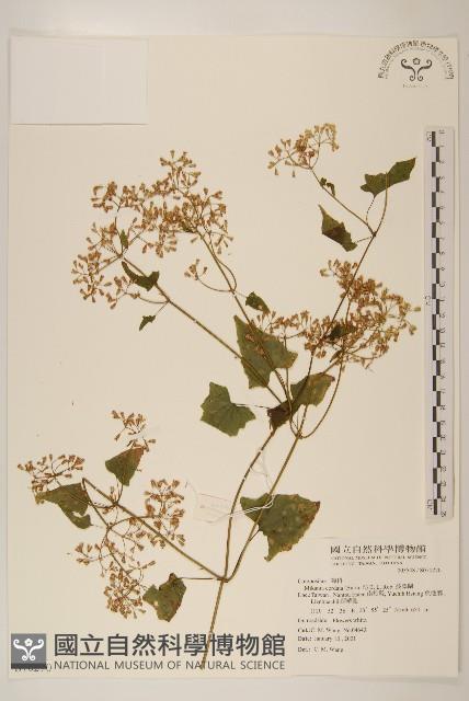 蔓澤蘭藏品圖，第1張