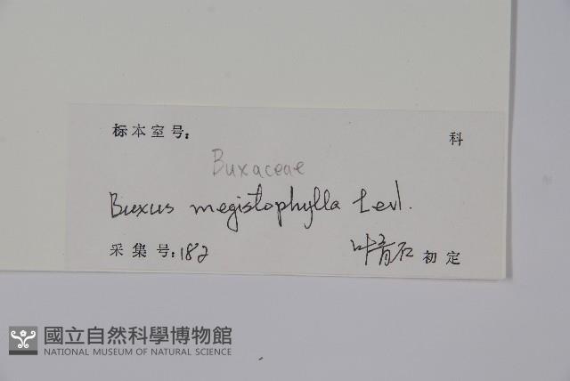 大葉黃楊藏品圖，第2張